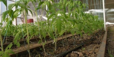 Kada saditi rasad paradajza u stakleniku